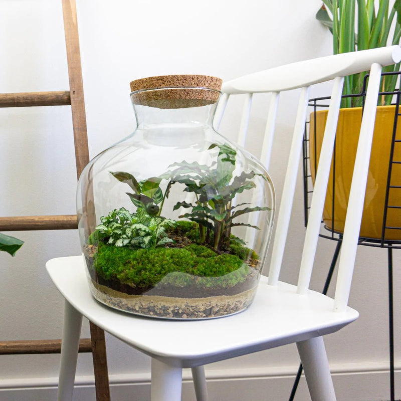 Terrarium Diy Kit - Fat Joe - Bottle Garden - ↑ 30 Cm