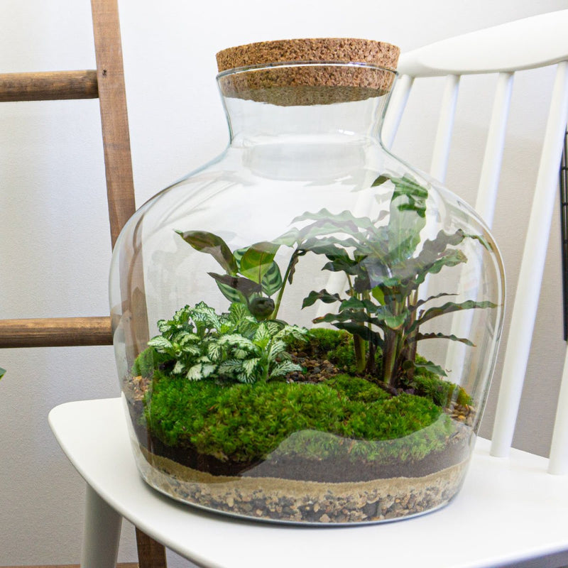 Terrarium Diy Kit - Fat Joe - Bottle Garden - ↑ 30 Cm