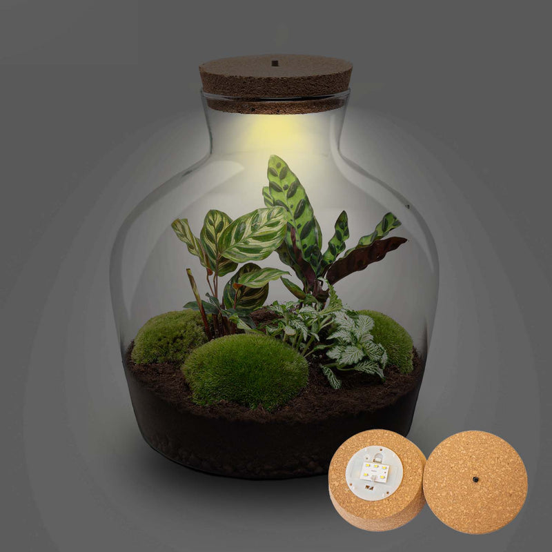 Terrarium Diy Kit - Fat Joe - Bottle Garden - ↑ 30 Cm