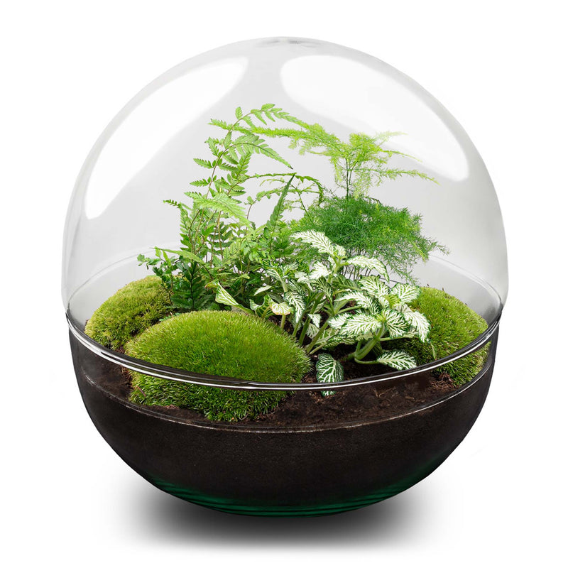 Terrarium Diy Kit - Dome Xl - Bottle Garden - ↑ 30 Cm