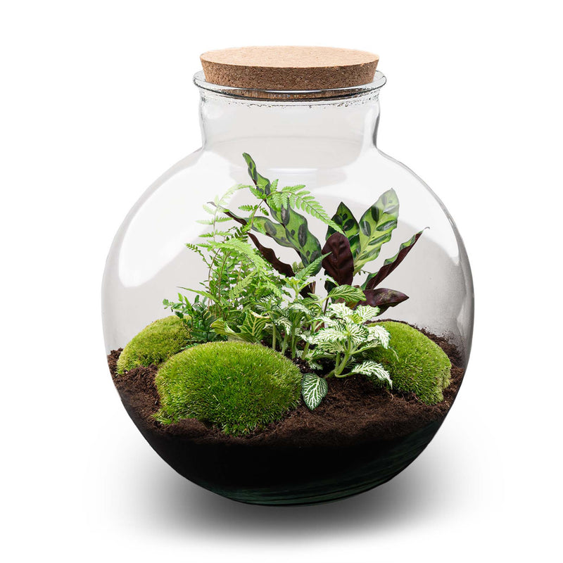 Terrarium Diy Kit - Bolder Bob - Bottle Garden - ↑ 30 Cm