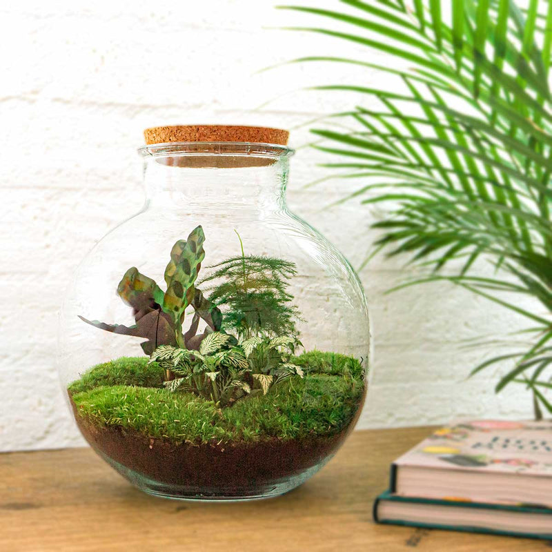 Terrarium Diy Kit - Bolder Bob - Bottle Garden - ↑ 30 Cm