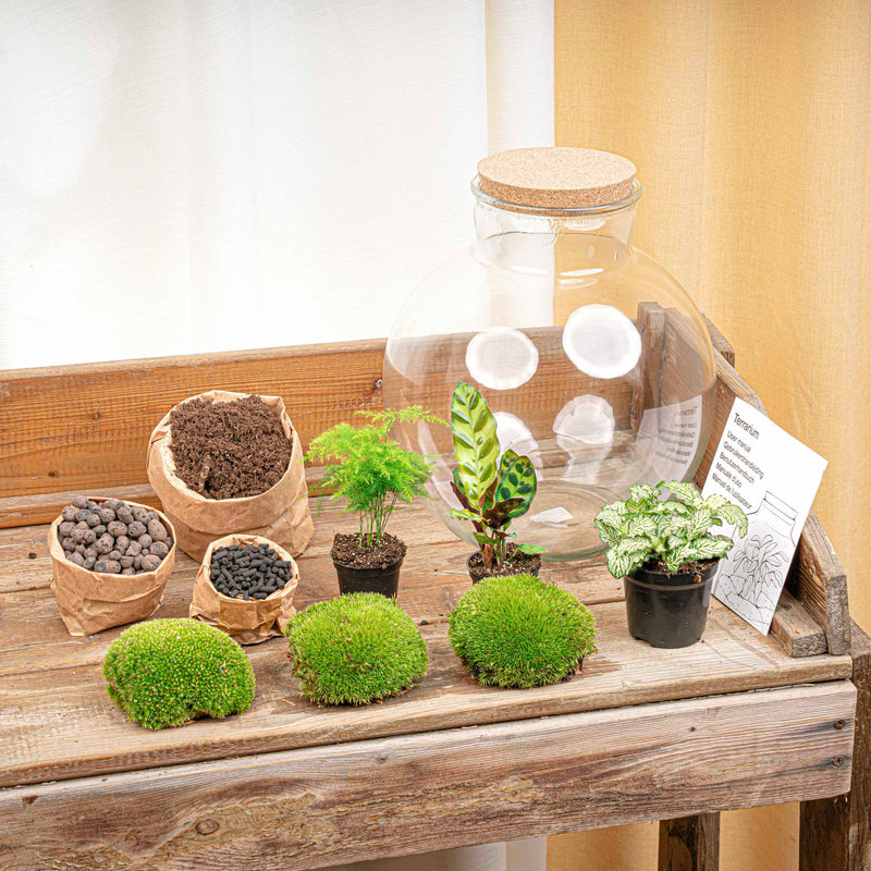 Terrarium Diy Kit - Bolder Bob - Bottle Garden - ↑ 30 Cm