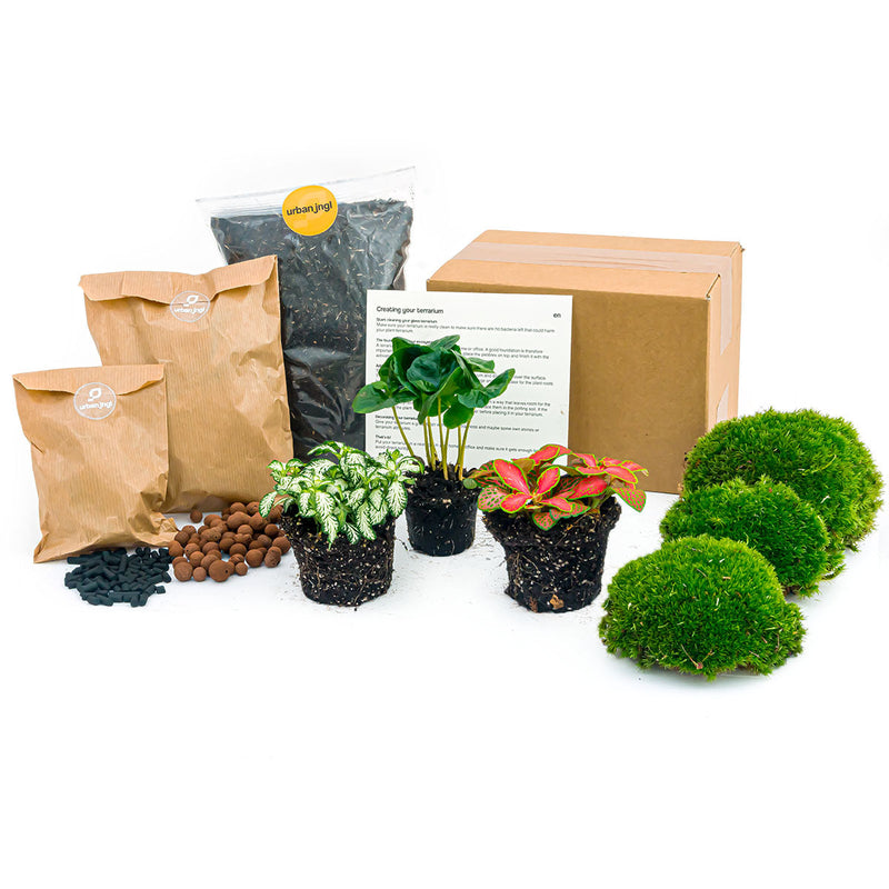 Plant Terrarium Package - Coffea Arabica - 3 Terrarium Plants - Refill & Starter Package - Diy Terrarium Kit