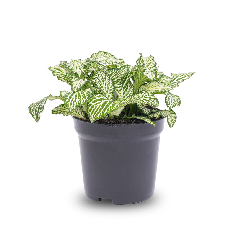 Fittonia White -White Tiger - Mosaic Plant