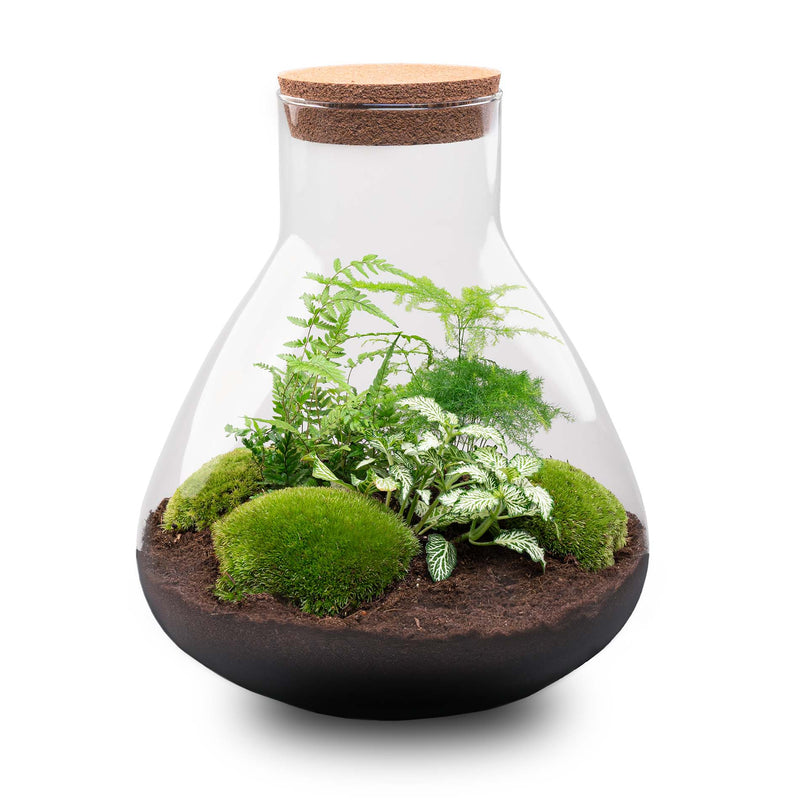 Terrarium Diy Kit - Sam Xl - Bottle Garden - ↑ 35 Cm