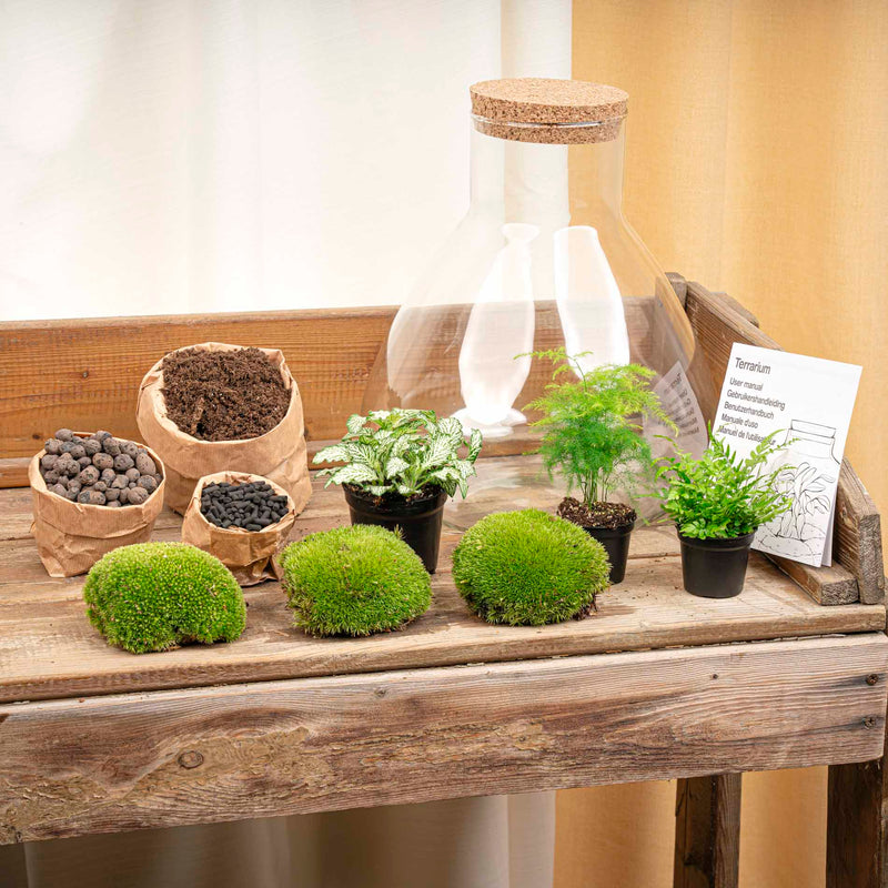 Terrarium Diy Kit - Sam Xl - Bottle Garden - ↑ 35 Cm