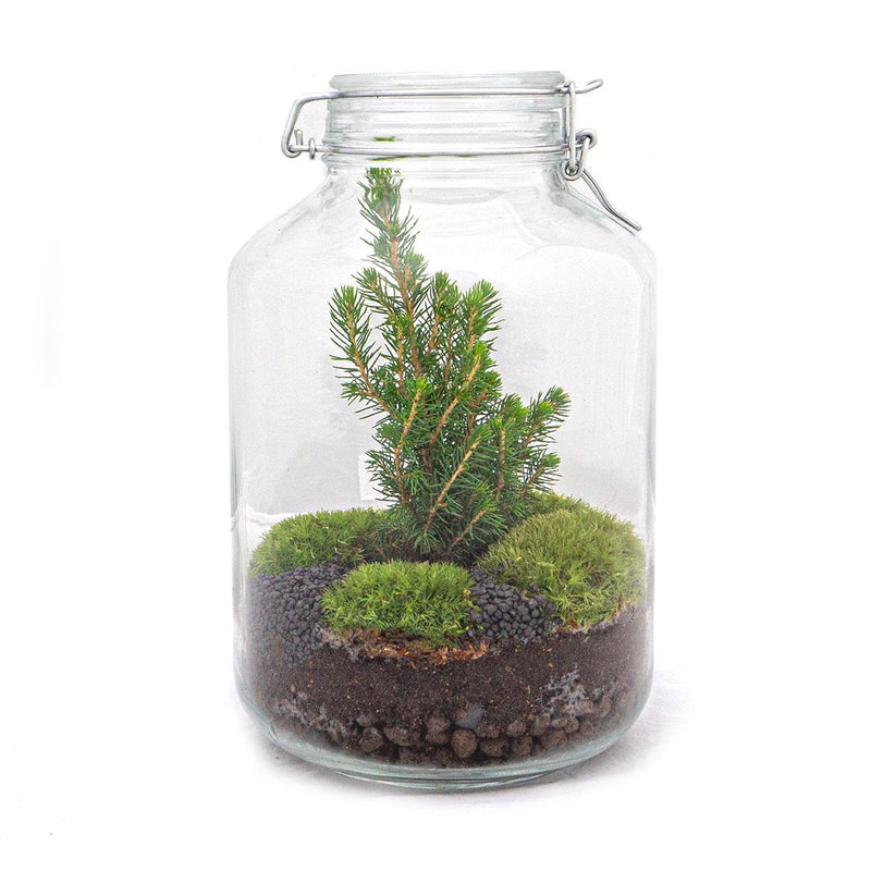 Jar Terrarium Kit - Christmas Tree - Bottle Garden -↑ 28 Cm