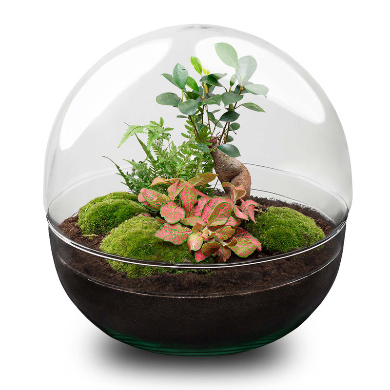 Terrarium Diy Kit - Dome Xl Ficus Ginseng Bonsai - Bottle Garden - ↑ 30 Cm