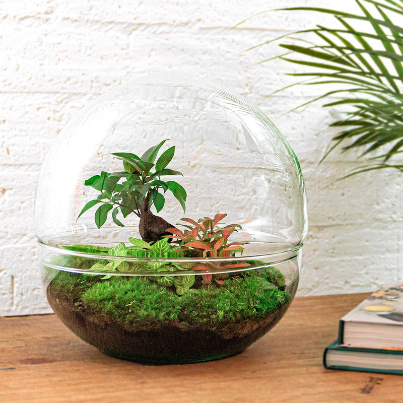 Terrarium Diy Kit - Dome Xl Ficus Ginseng Bonsai - Bottle Garden - ↑ 30 Cm