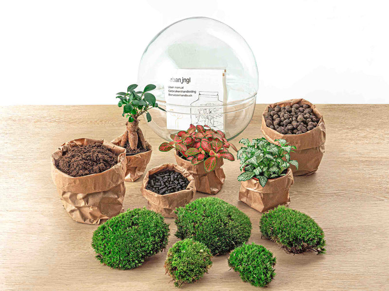 Terrarium Diy Kit - Dome Xl Ficus Ginseng Bonsai - Bottle Garden - ↑ 30 Cm