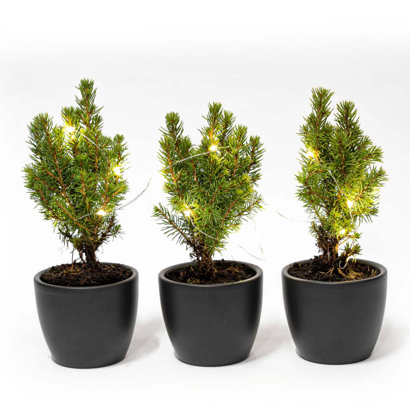 Mini Christmas Tree Set 3 - Includes Boule Anthracite Pot + 20 Led Lights