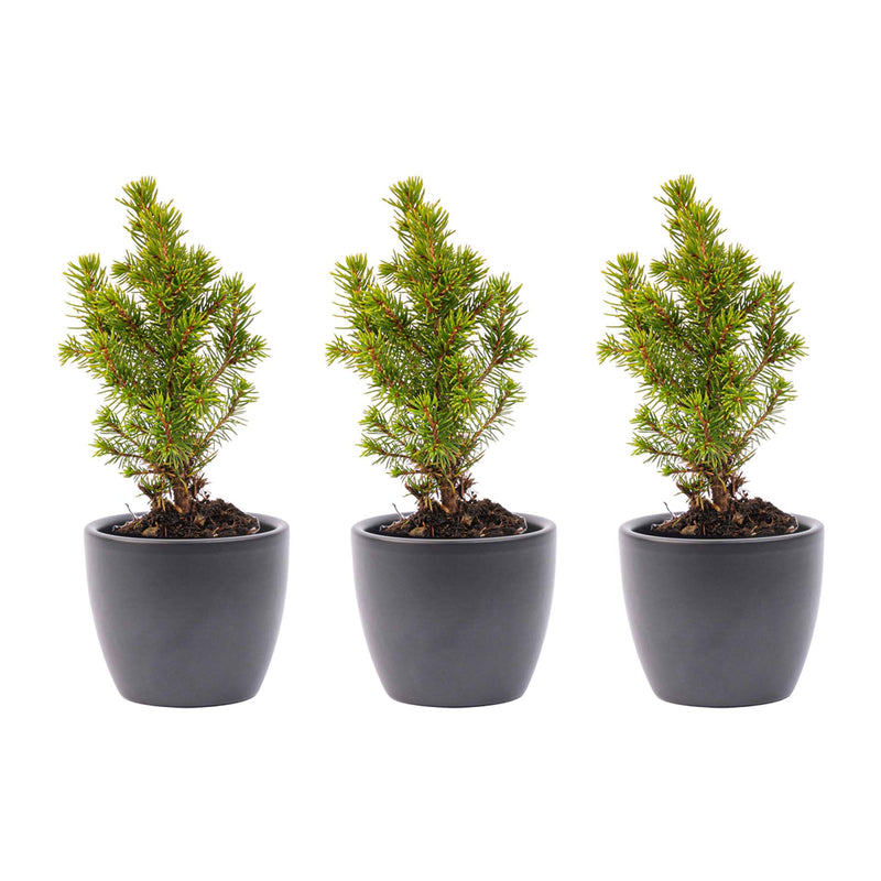 Mini Christmas Tree Set 3 - Includes 3X Pot Boule Anthracite