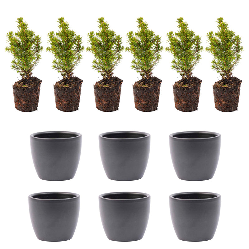 Mini Christmas Tree Set 6 - Includes Boule Anthracite Pot