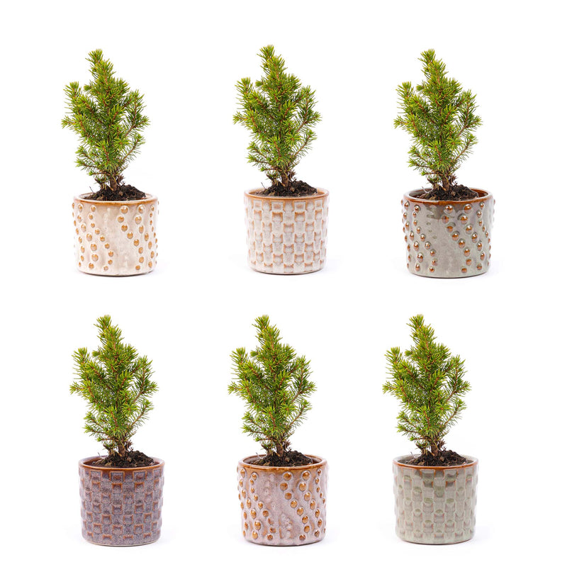 Mini Christmas Tree Set 6 - Includes Pot Set Madrid