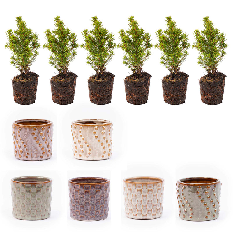 Mini Christmas Tree Set 6 - Includes Pot Set Madrid