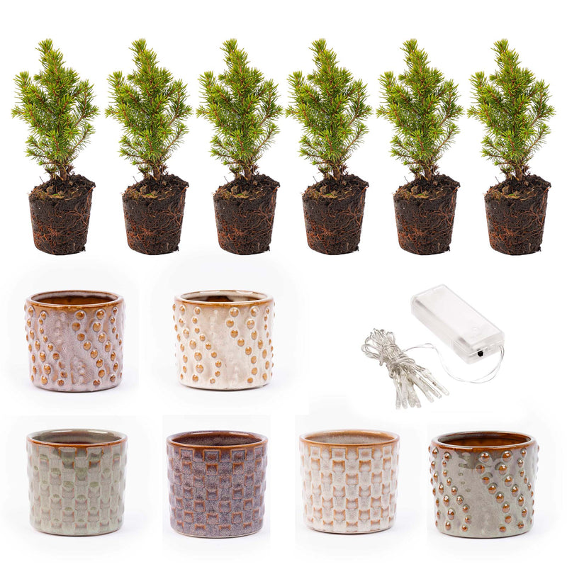 Mini Christmas Tree Set 6 - Includes Pot Set Madrid