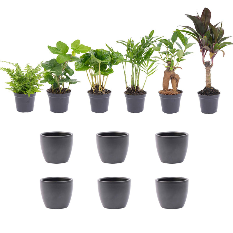 Mini Plant Set 6 - Includes 6X Pot Boule Anthracite