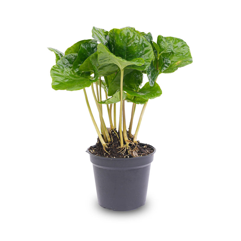 Mini Plant Set 6 - Includes 6X Pot Boule Anthracite