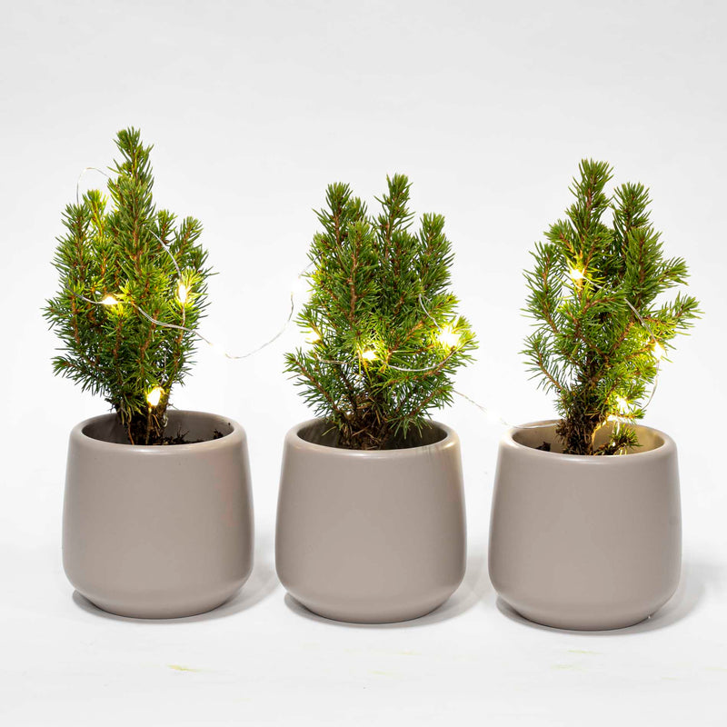 Mini Christmas Tree Set 3 - Includes 3X Pot Joey Gray + 20 Led Lights