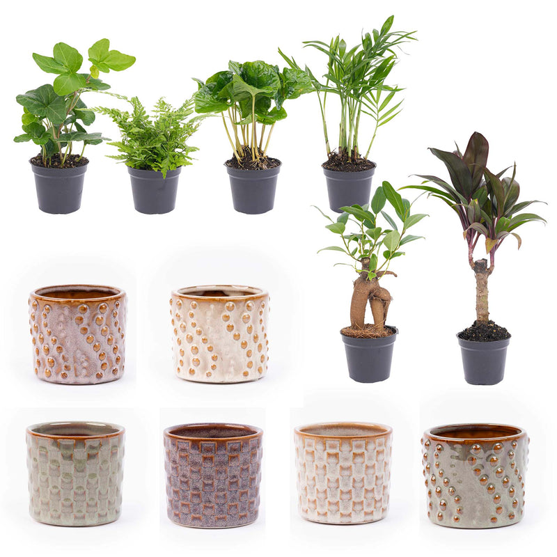 Mini Plant Set 6 - Includes Pot Set Madrid