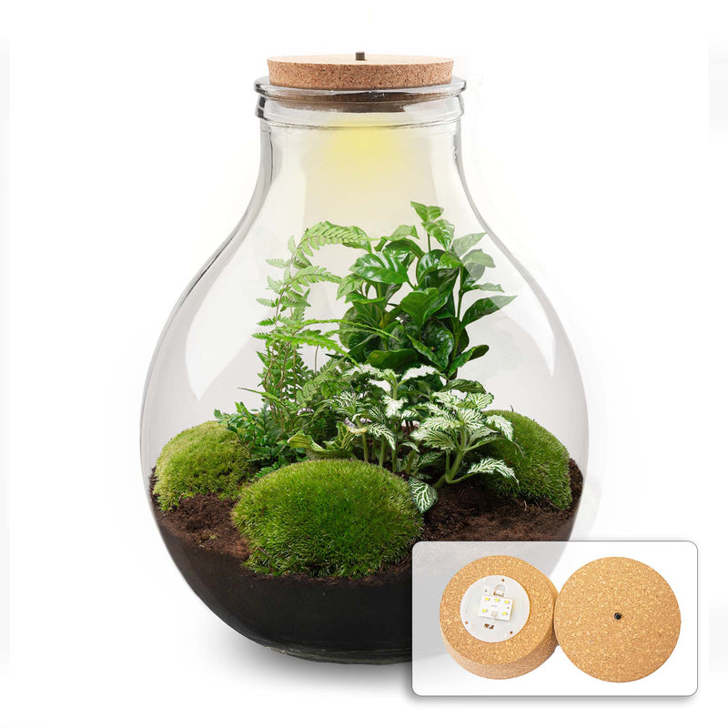 Terrarium Diy Kit - Big Paul Green Xl - Bottle Garden - ↑ 40 Cm