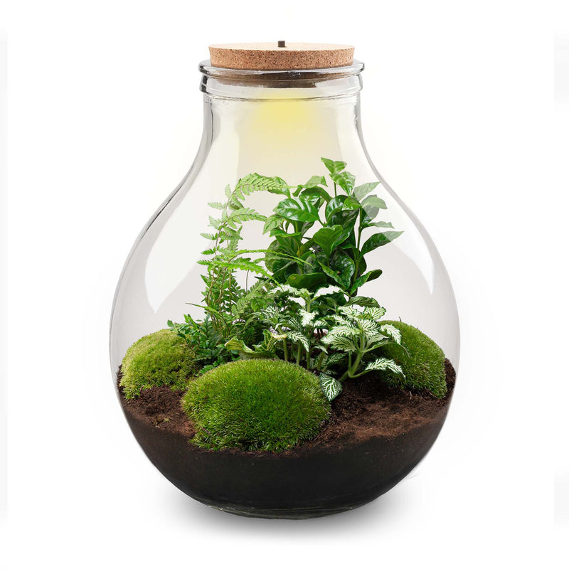 Terrarium Diy Kit - Big Paul Green Xl - Bottle Garden - ↑ 40 Cm