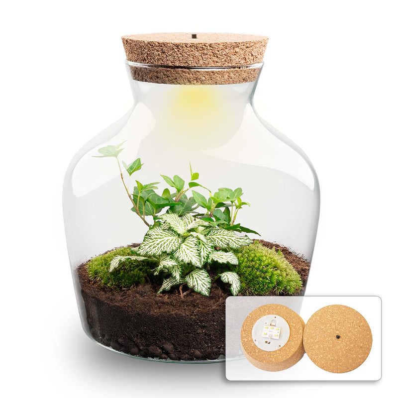 Terrarium Diy Kit - Little Joe + Led - Hedera + Fittonia White - ↑ 21.5 Cm