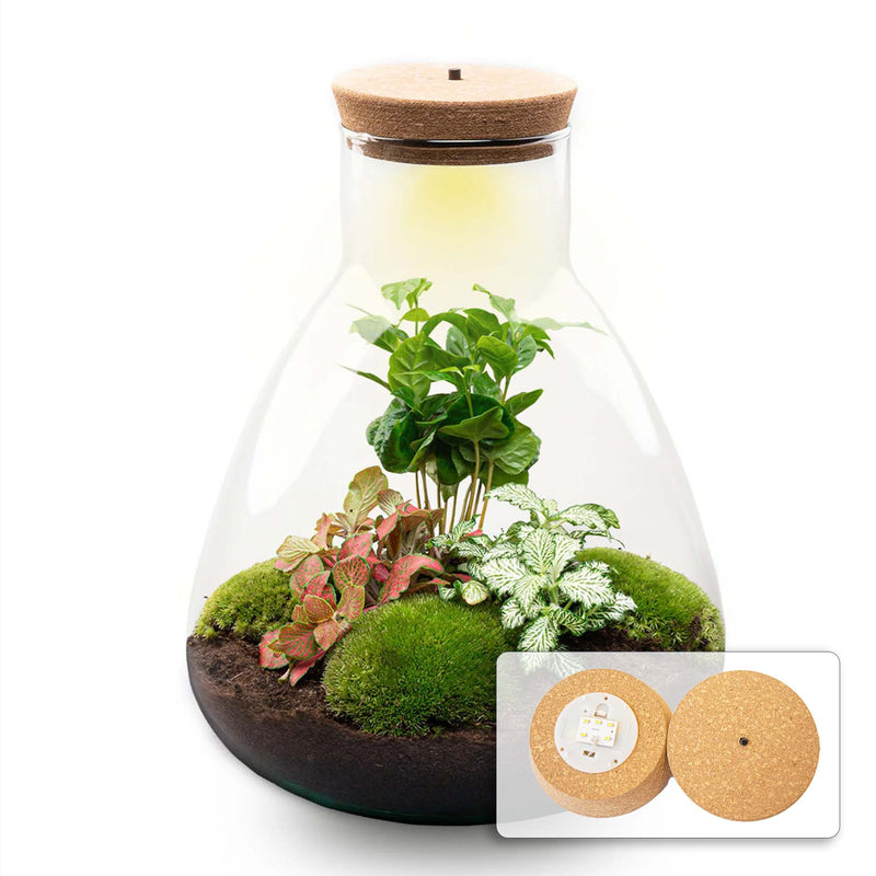 Terrarium Diy Kit - Sam Coffea With Light - Bottle Garden - ↑ 30 Cm