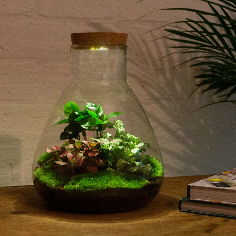 Terrarium Diy Kit - Sam Coffea With Light - Bottle Garden - ↑ 30 Cm