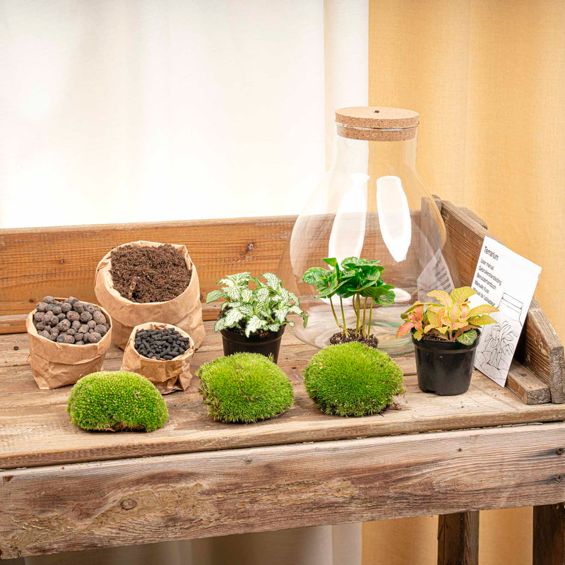 Terrarium Diy Kit - Sam Coffea With Light - Bottle Garden - ↑ 30 Cm