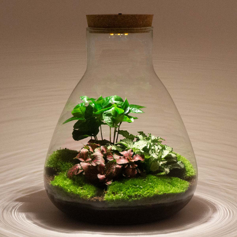 Terrarium Diy Kit - Sam Coffea With Light - Bottle Garden - ↑ 30 Cm