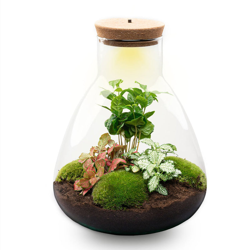 Terrarium Diy Kit - Sam Coffea With Light - Bottle Garden - ↑ 30 Cm