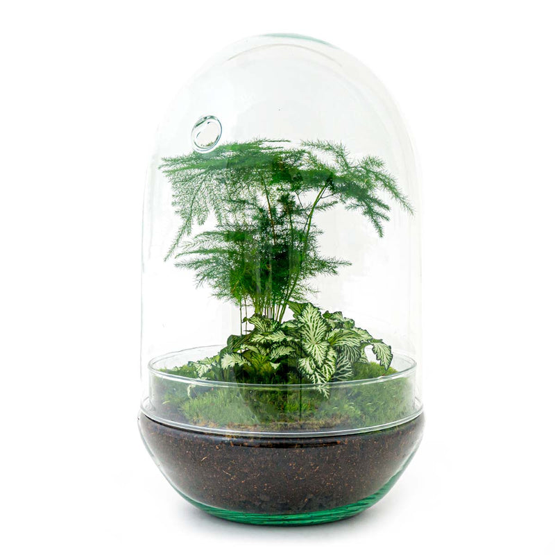 Terrarium Diy Kit - Egg Xl - Bottle Garden - ↑ 30 Cm