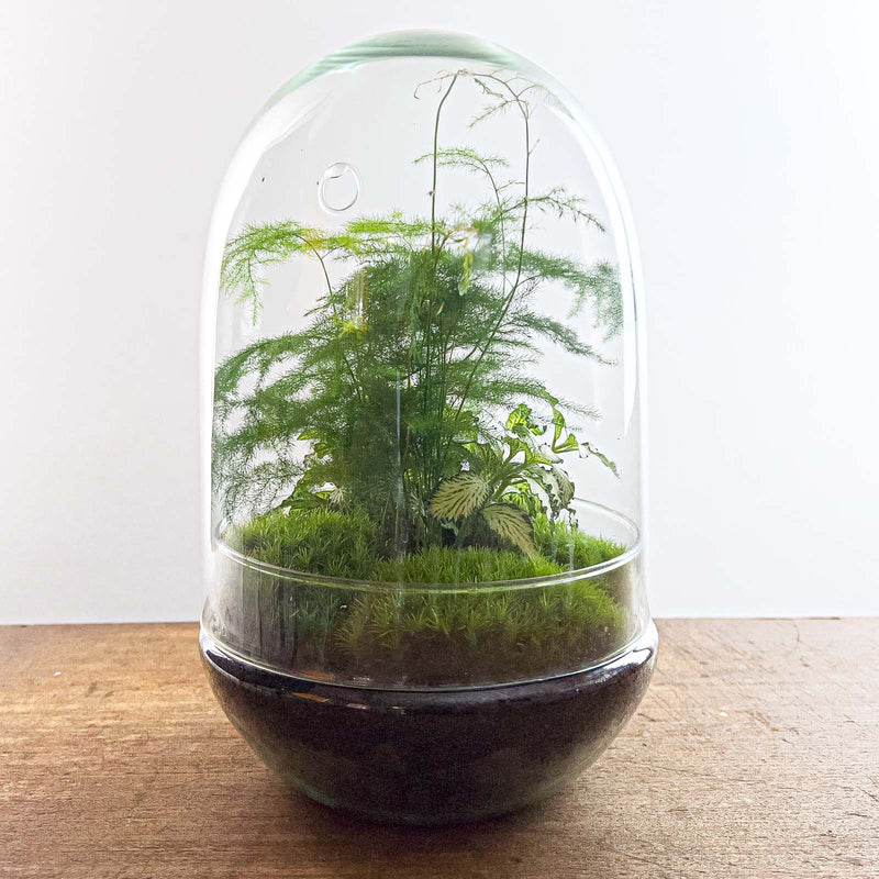 Terrarium Diy Kit - Egg Xl - Bottle Garden - ↑ 30 Cm